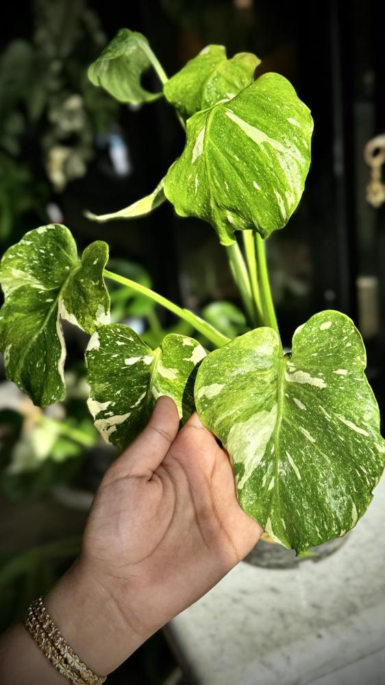 MONSTERA TRICOLOR MUT