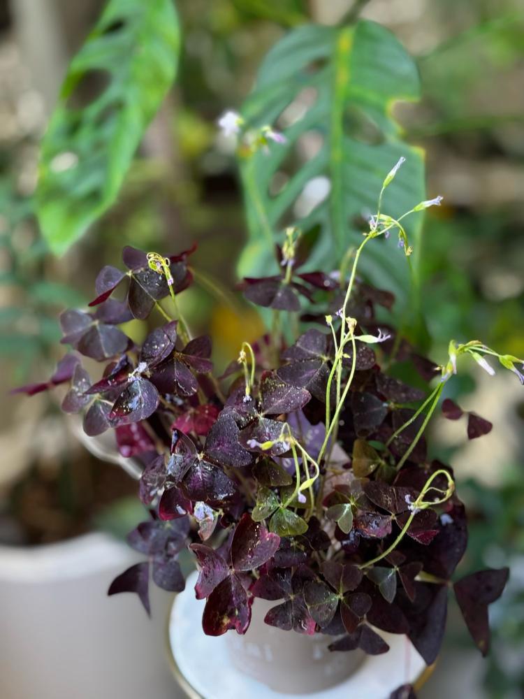 Oxalis triangularis