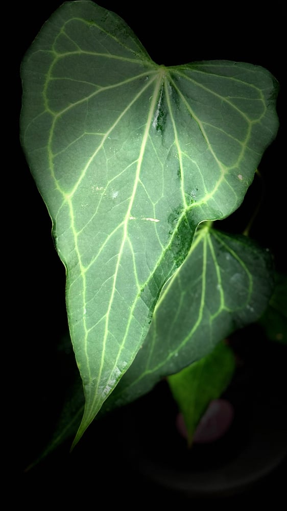 ANTHURIUM DELTA FORCE