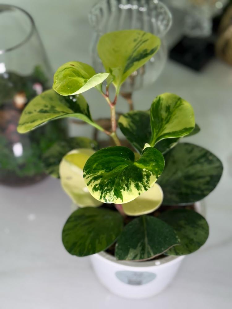 PEPEROMIA OBTUSIFOLIA