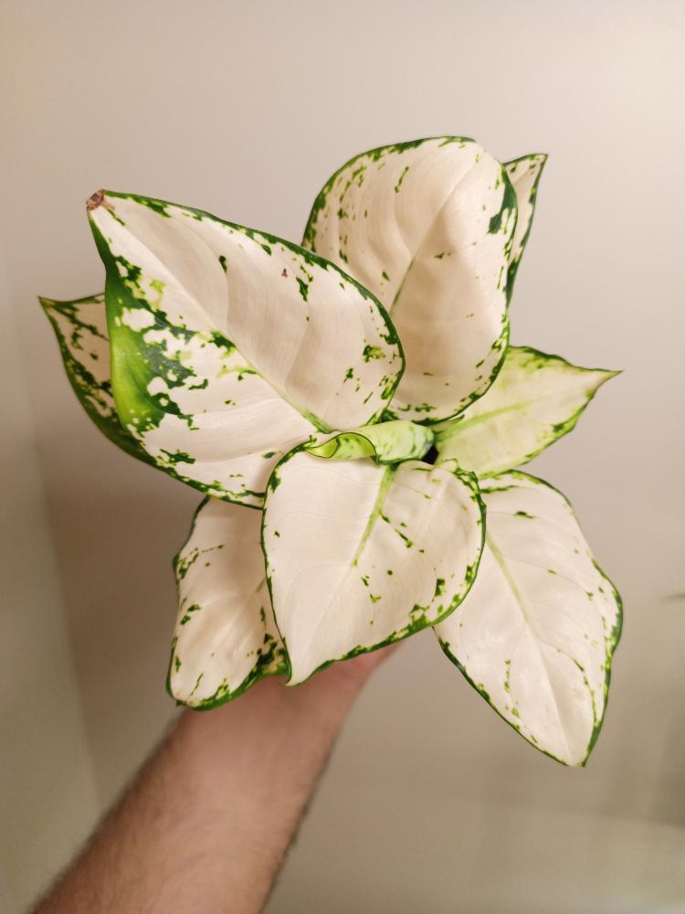 Small white aglaonema اجلونيما ابيض مركن صغير
