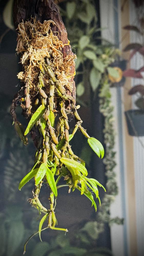 BULBOPHYLLUM TORTUOSUM ORCHID