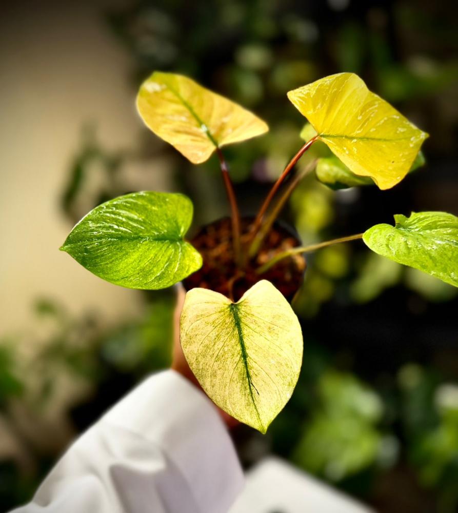 HOMALOMENA RUBESCENS MINT