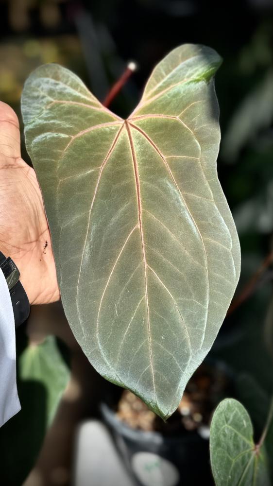 ANTHURIUM HYBRID MIX
