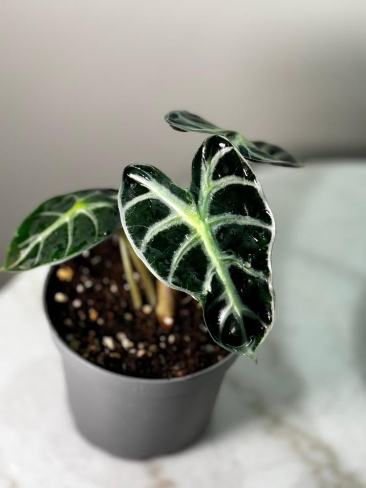 alocasia heart balloon