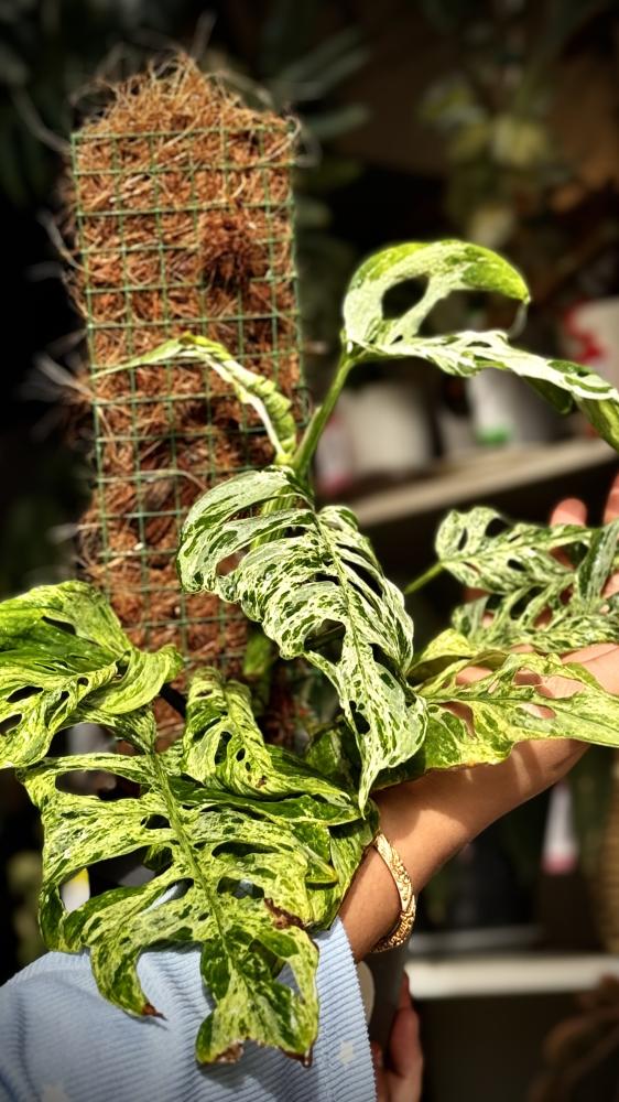 MONSTERA LANIATA MOTTLED Variegated