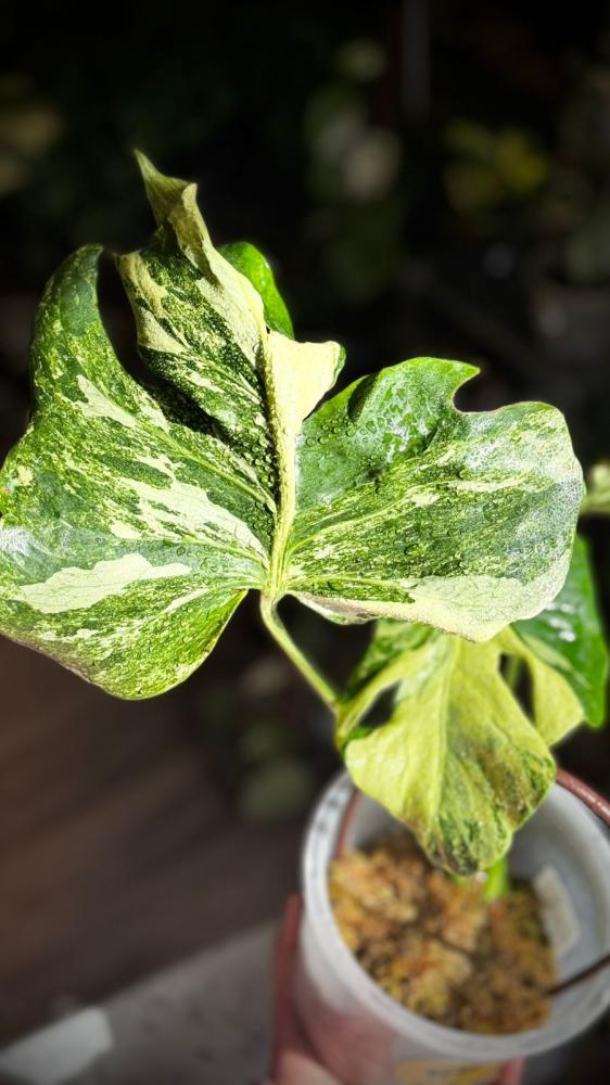 MONSTERA OCEAN MINT