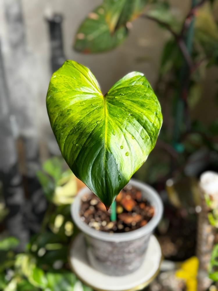 HOMALOMENA RUBESCENS