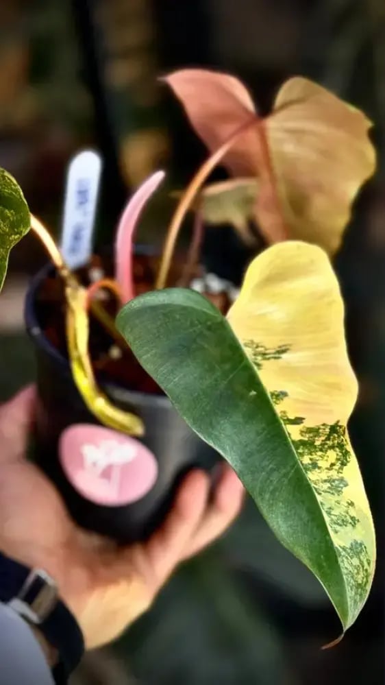 Philodendron (Florida x Mayoi) x Black Bellietiae