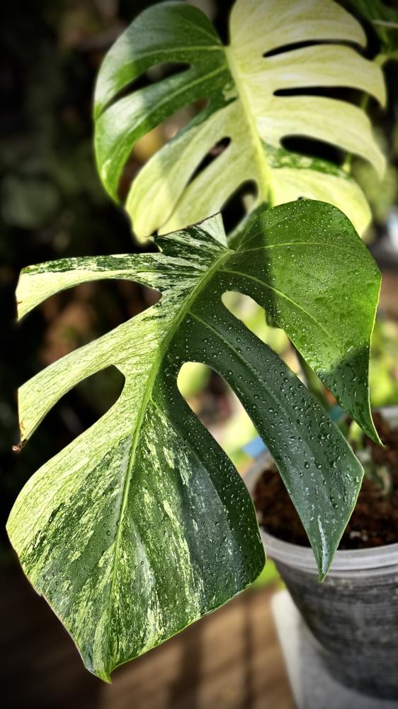 MONSTERA DELICIOSA MINT