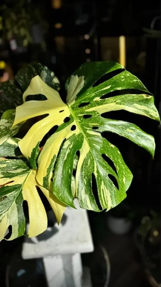 MONSTERA CREME BRULEE
