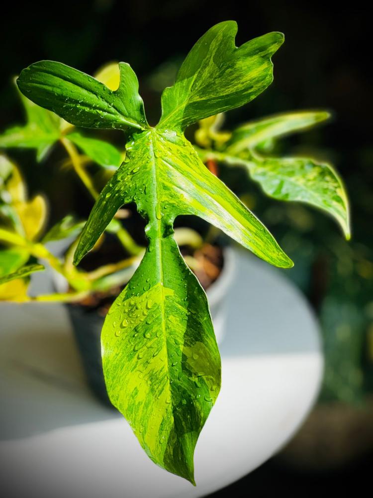 PHILODEN FLORIDA BEAUTY VARIEGATED