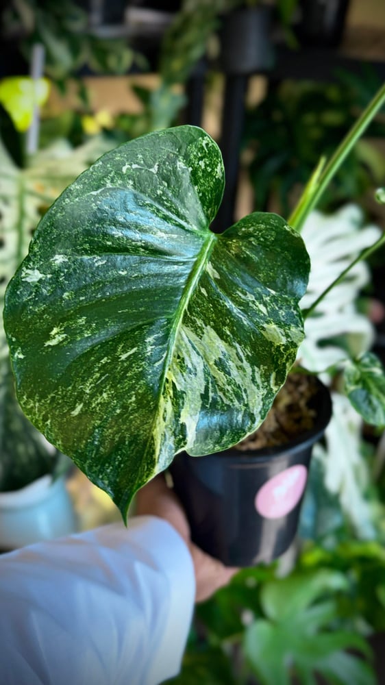 MONSTERA OCEAN ALBO