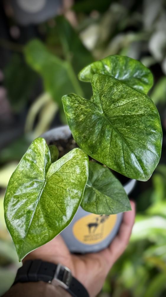 Alocasia Wentiee