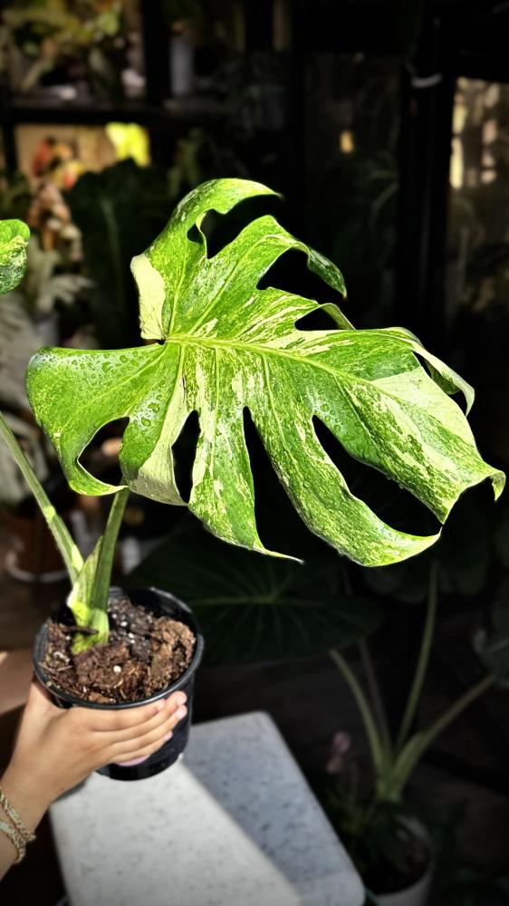 MONSTERA OCEAN  MINT