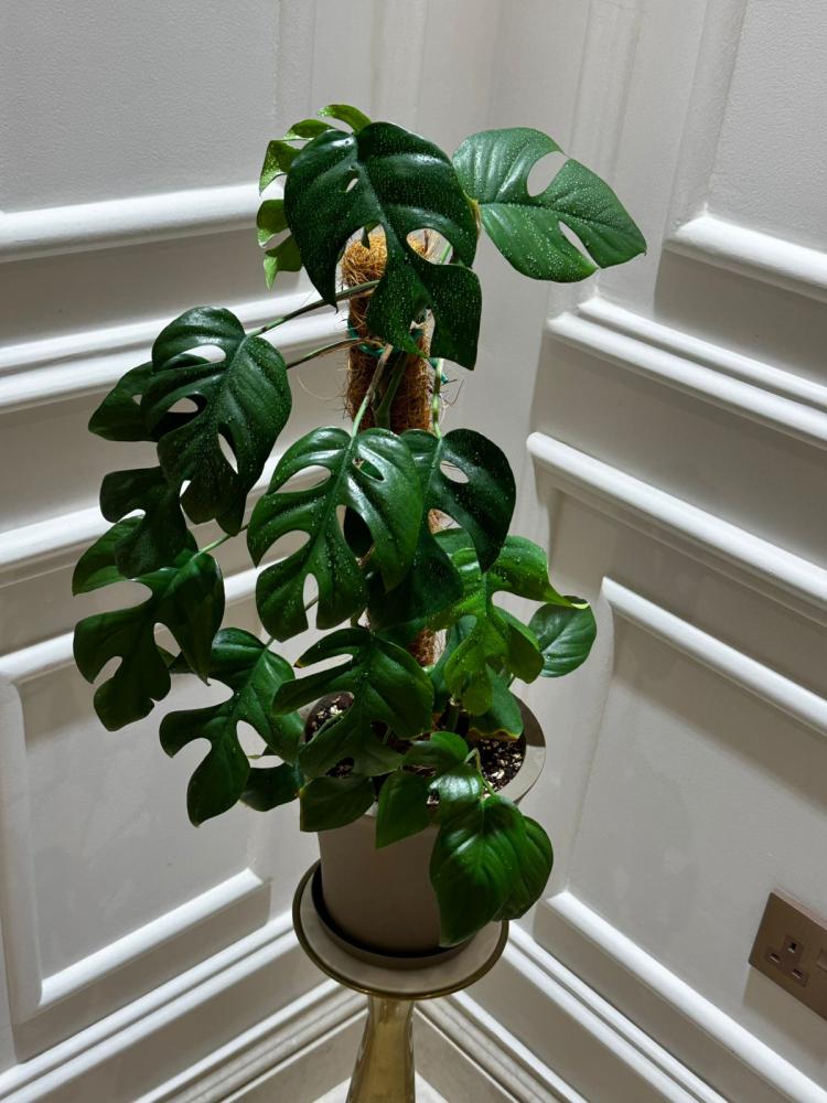 رافيدوفورا تيتراسبيرما - Rhaphidophor Tetrasperma