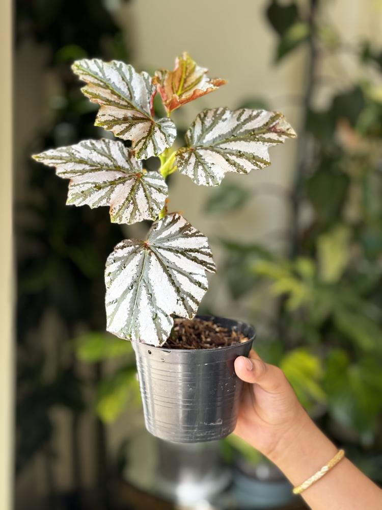 BEGONIA REX MIX VARIETY