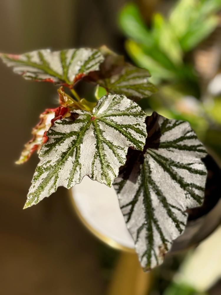 BEGONIA REX MIX VARIETY