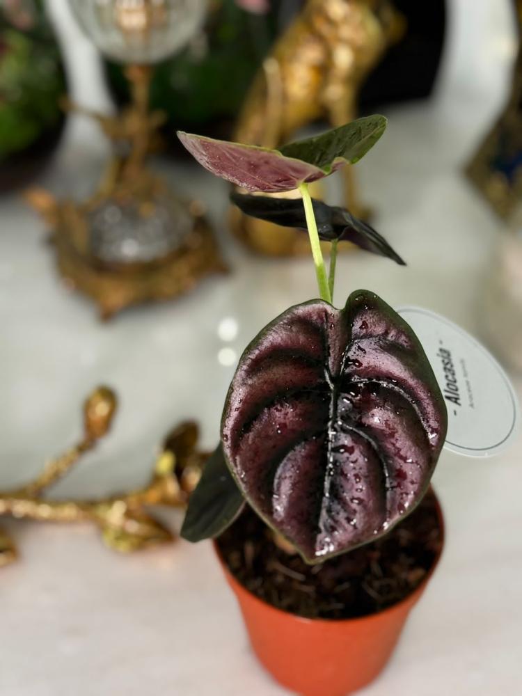 Alocasia cuprea 'Red Secret'