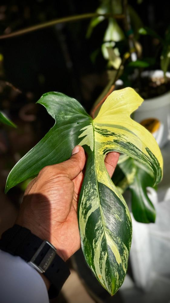 PHILODENDRON FLORIDA x SQUAMIFERUM VARIEGATED