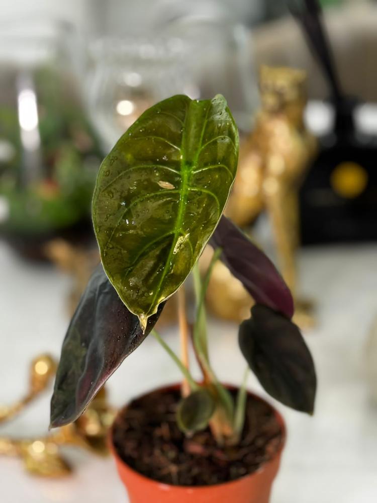 Alocasia cuprea 'Red Secret'