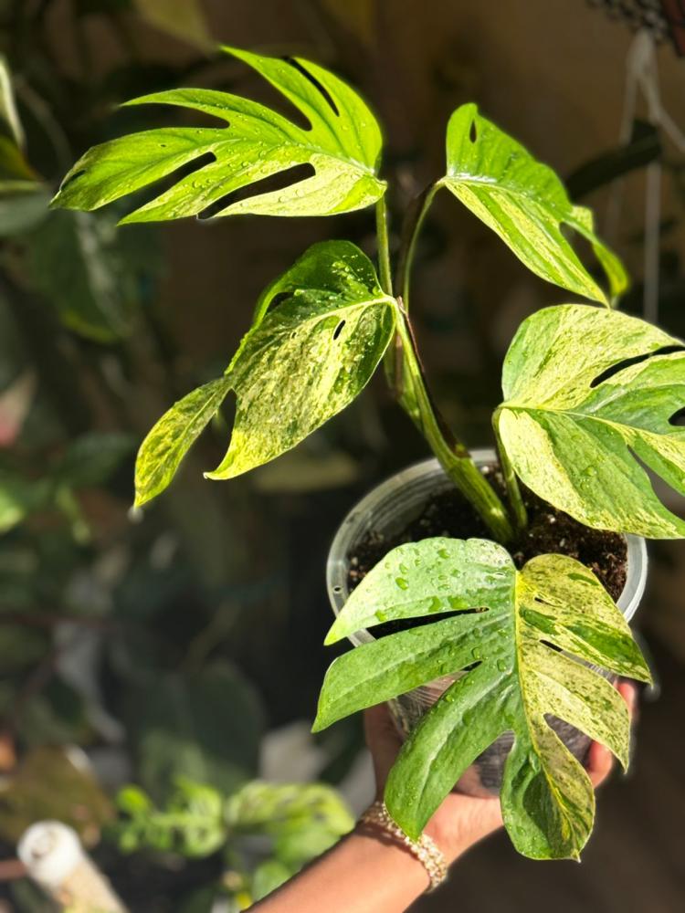 EPIPREMNUM PINNATUM MARBL