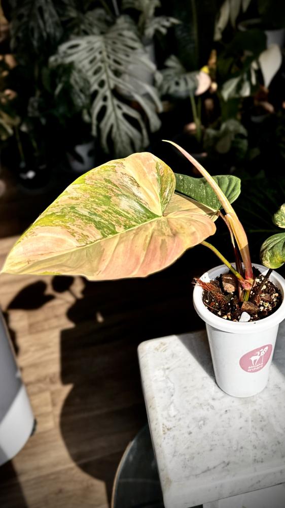 Philodendron Florida beauty x Nangaritense