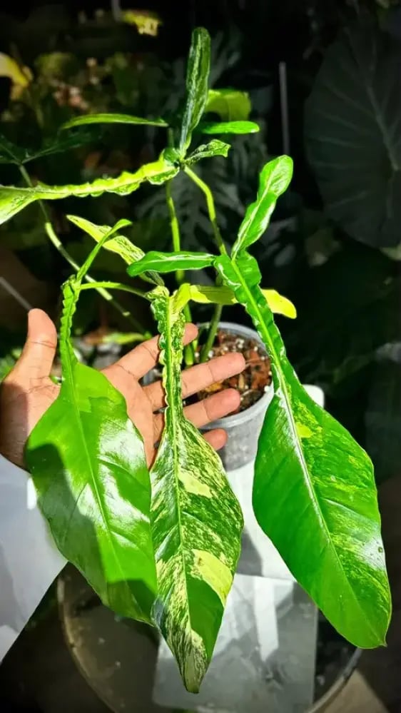 philodendron joepii variegated