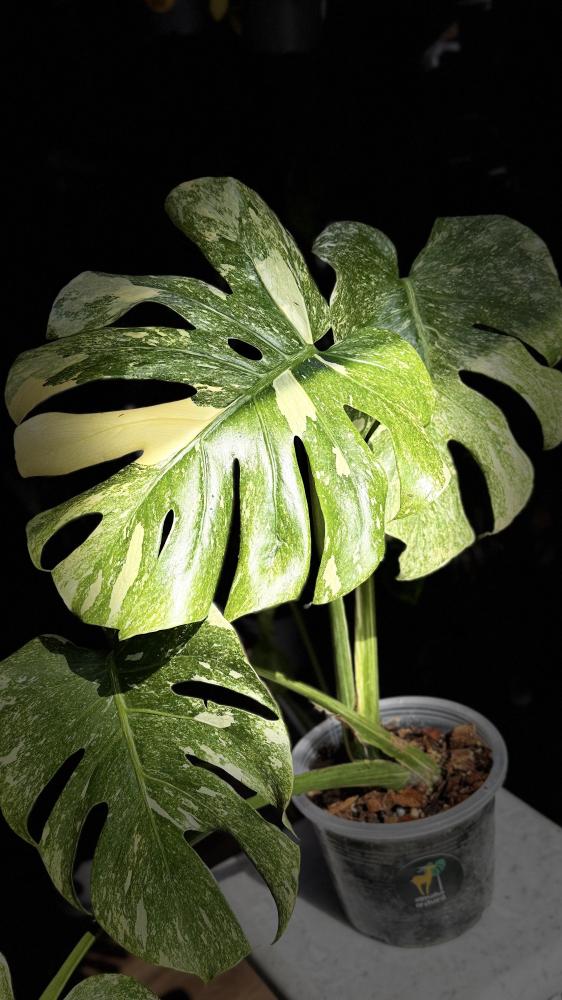 MONSTERA DELICIOSA LEGAZY