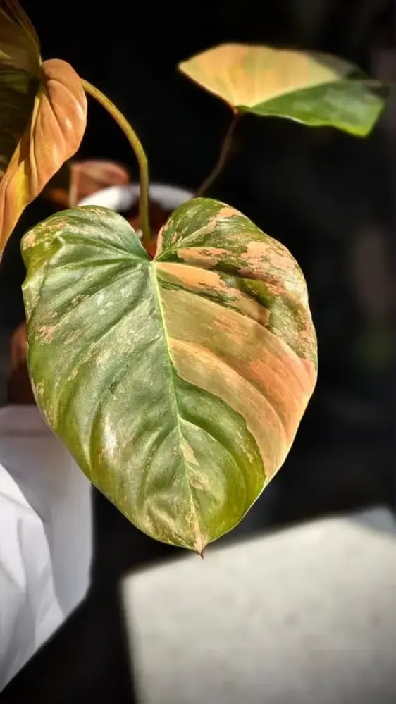 Philodendron Florida beauty x Nangaritense