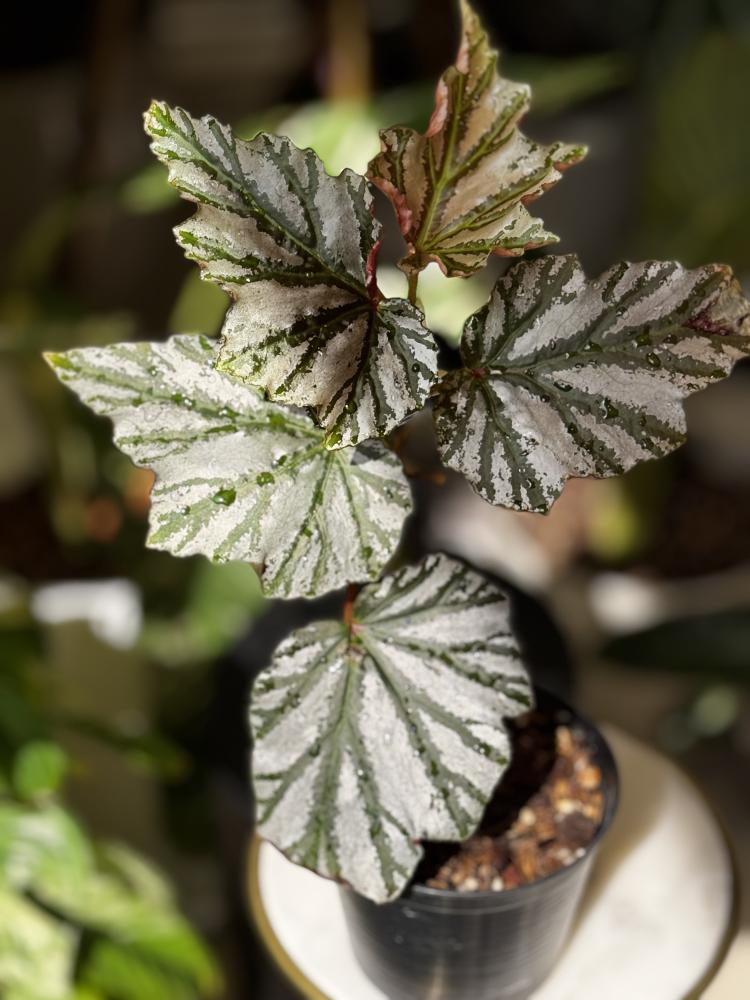 BEGONIA REX MIX VARIETY