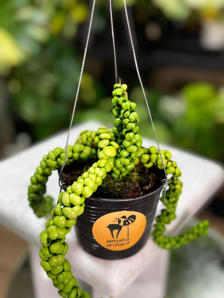 DISCHIDIA DRAGON JADE