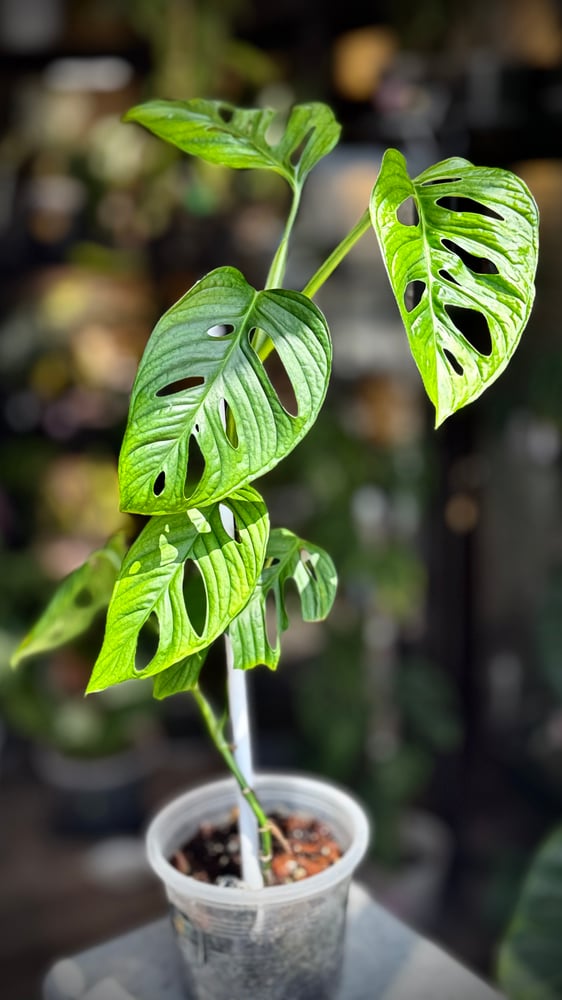 monstera lechleriana