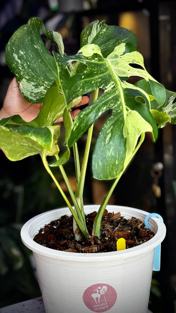 MONSTERA OCEAN MINT