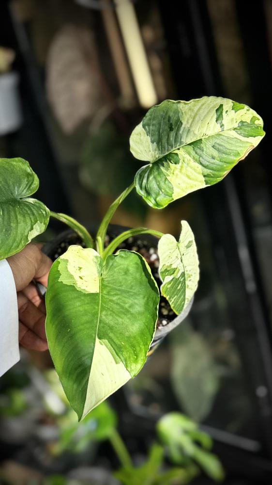 MONSTERA LANIATA MOTT