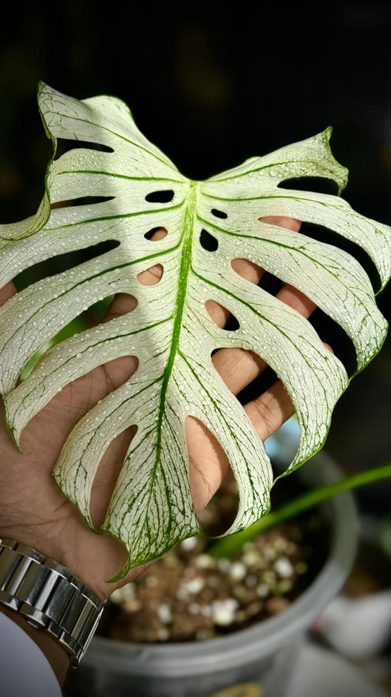 MONSTERA DEVIL MONSTER