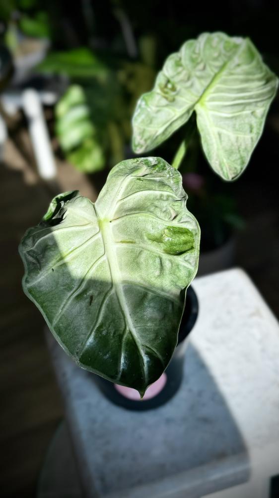 ALOCASIA HEART BALLOON