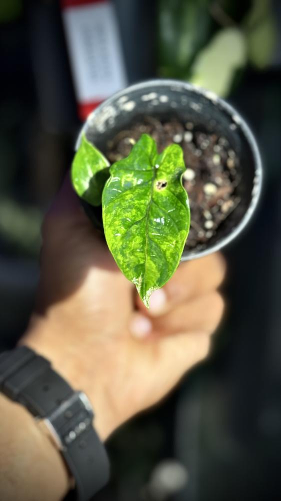 ALOCASIA SCALPRUM AUREA