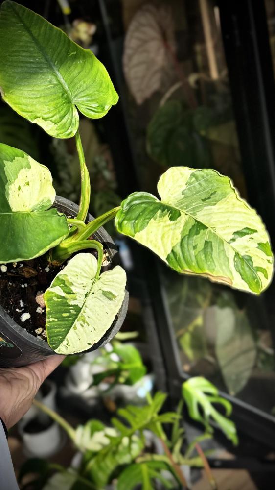 MONSTERA LANIATA MOTT