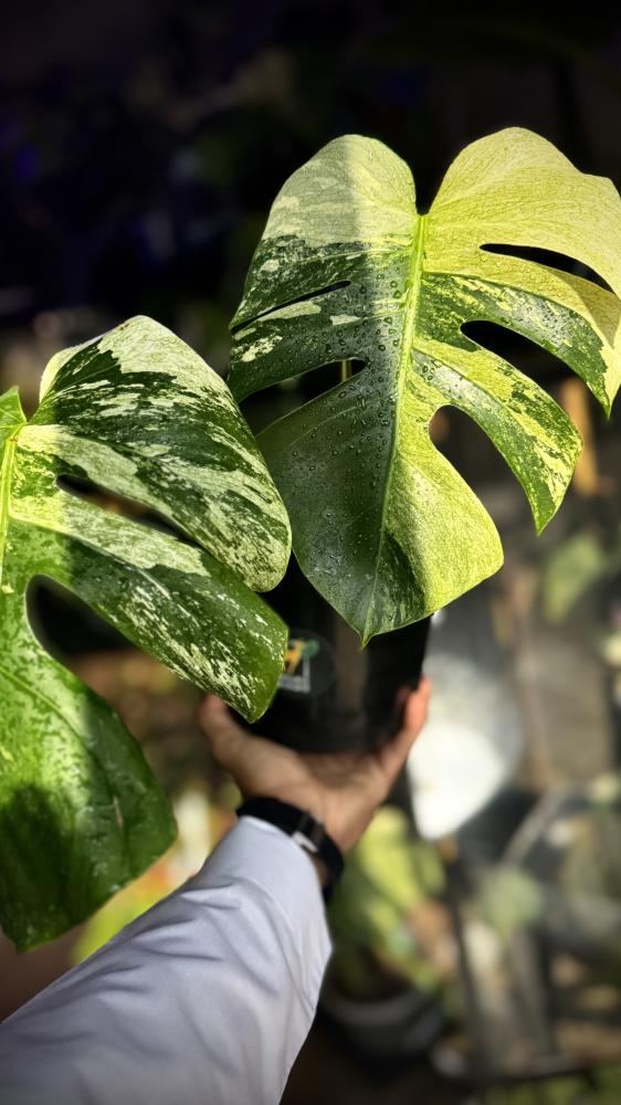 MONSTERA DELICIOSA MINT
