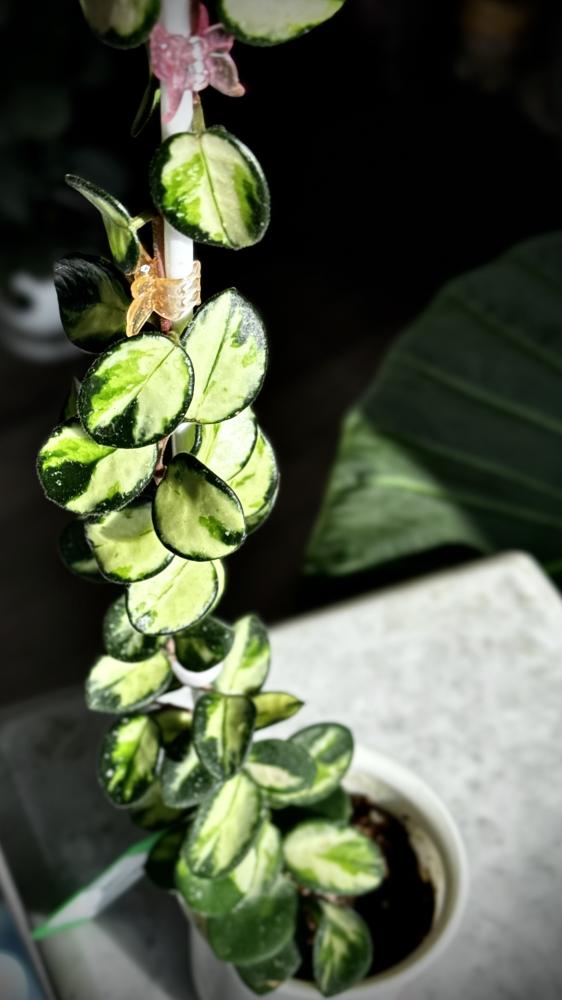 HOYA MATHILDE VARIEGA