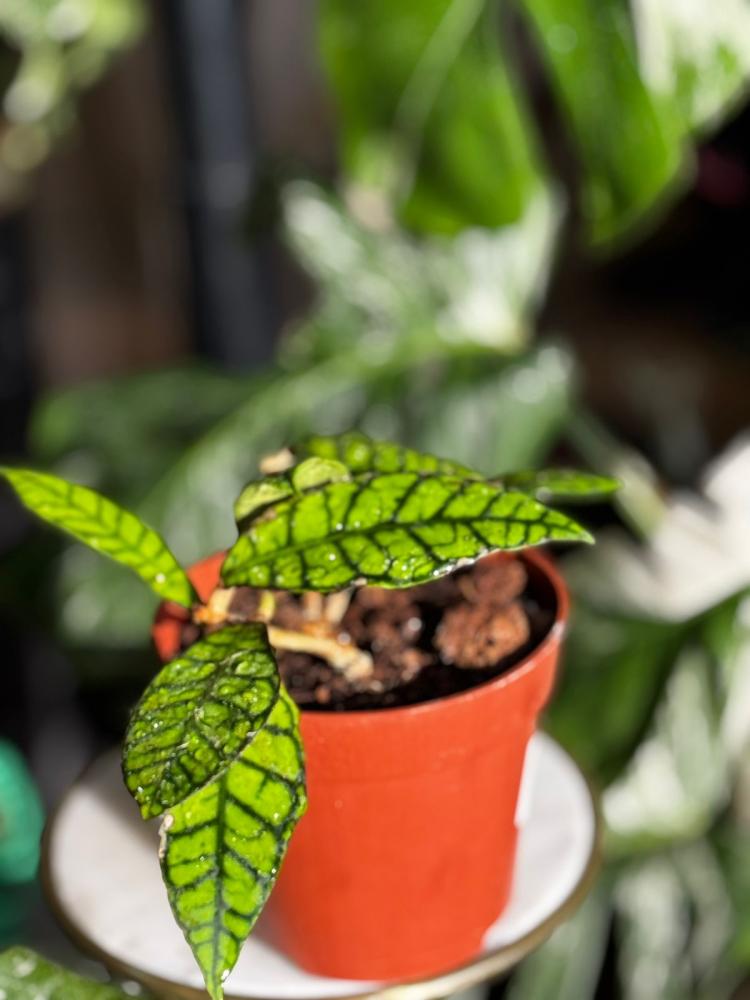 hoya callistophylla