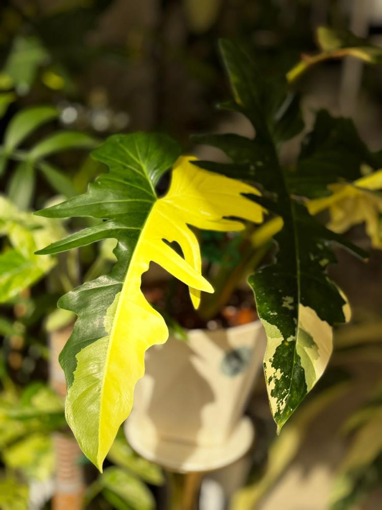 Philodendron golden dragon variegated