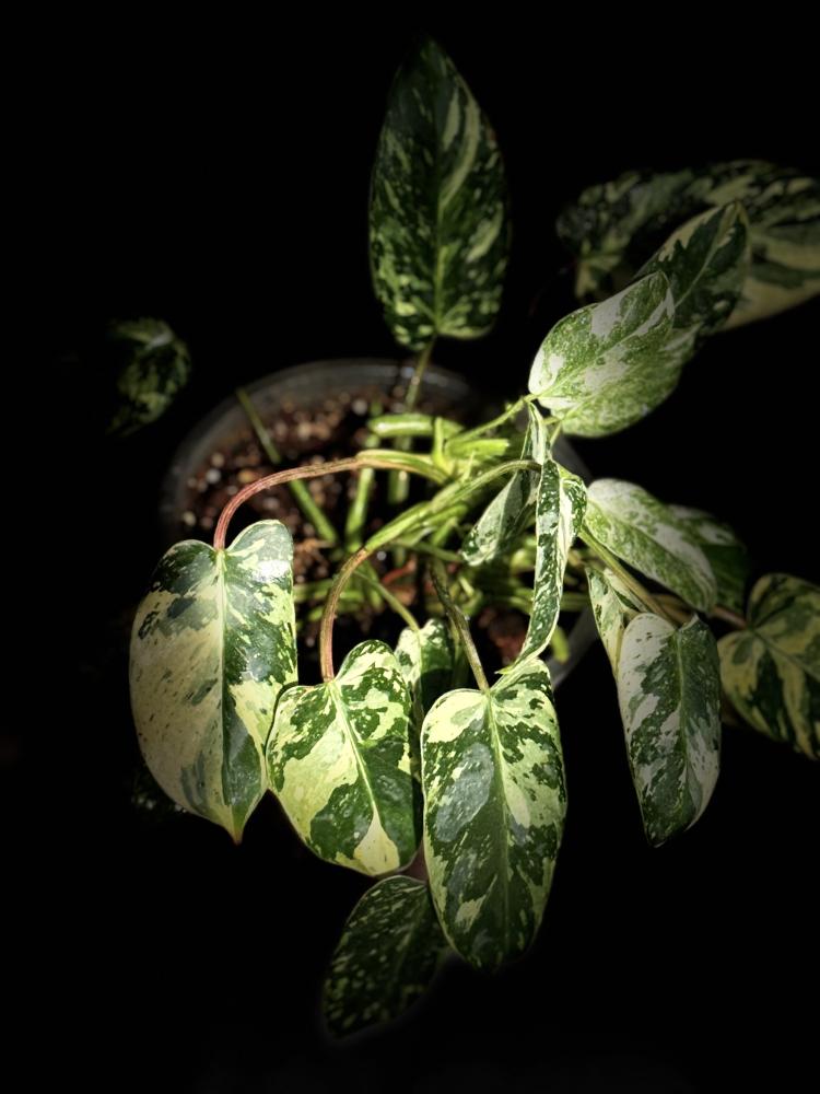 PHILODENDRON EMERALD QUEEN