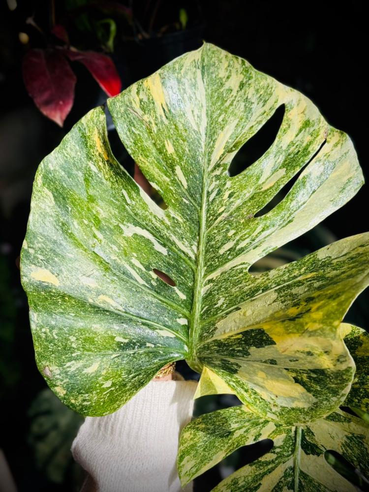 MONSTERA DELICIOSA LEGAZY