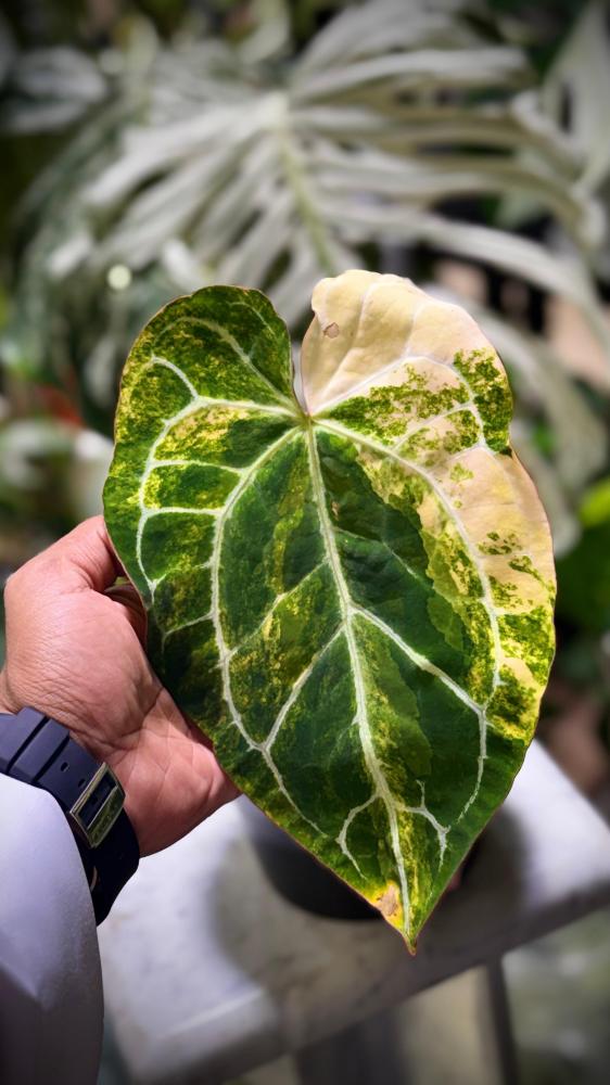 ANTHURIUM CRYSTALLINUM VARIEGATED