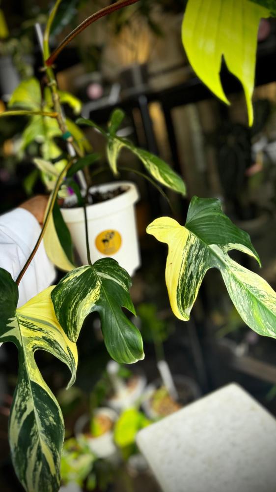 PHILODENDRON FLORIDA x SQUAMIFERUM VARIEGATED