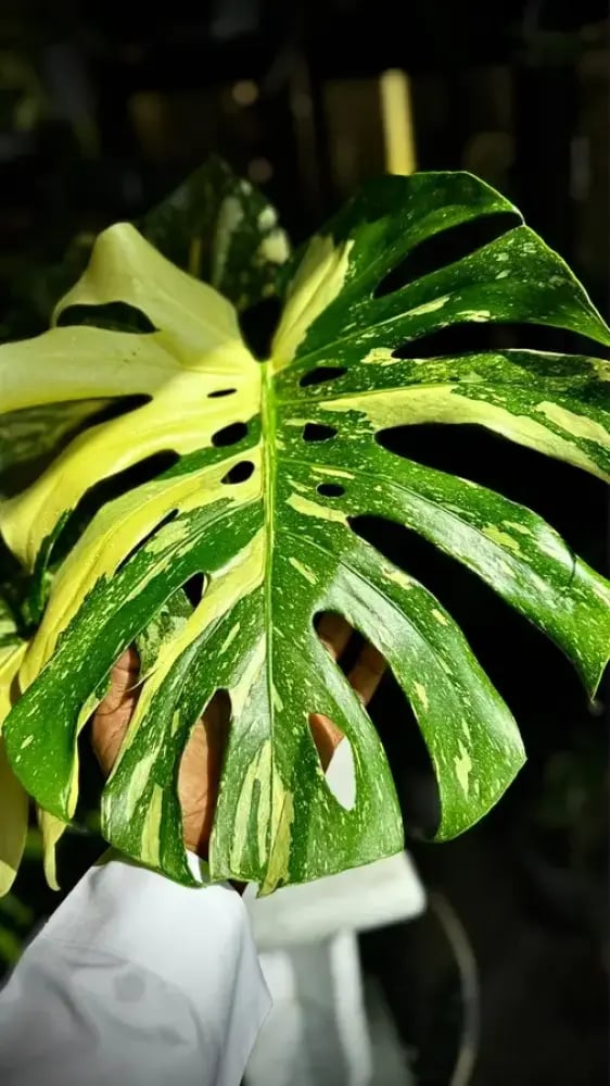 MONSTERA CREME BRULEE