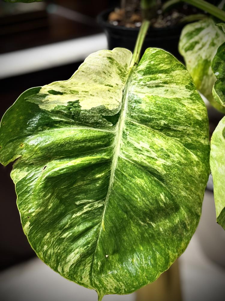 POTHOS N JOY (BIG LEAF)