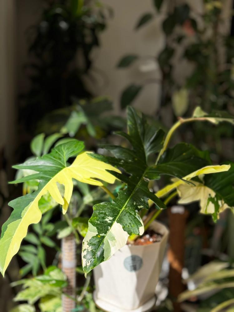 Philodendron golden dragon variegated
